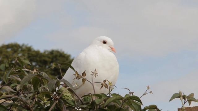 Капелька Счастья смотреть онлайн