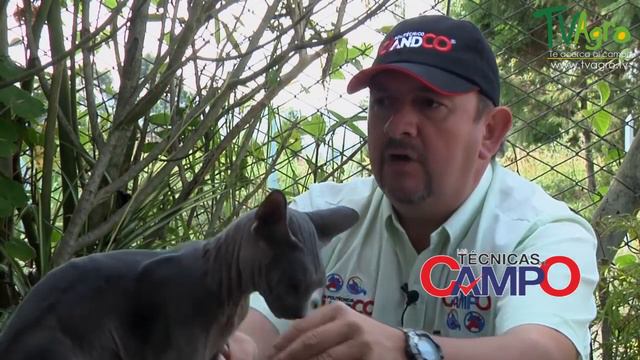 Rasgos de los Gatos Esfinges y Devon Rex - TvAgro por Juan Gonzalo Angel смотреть онлайн