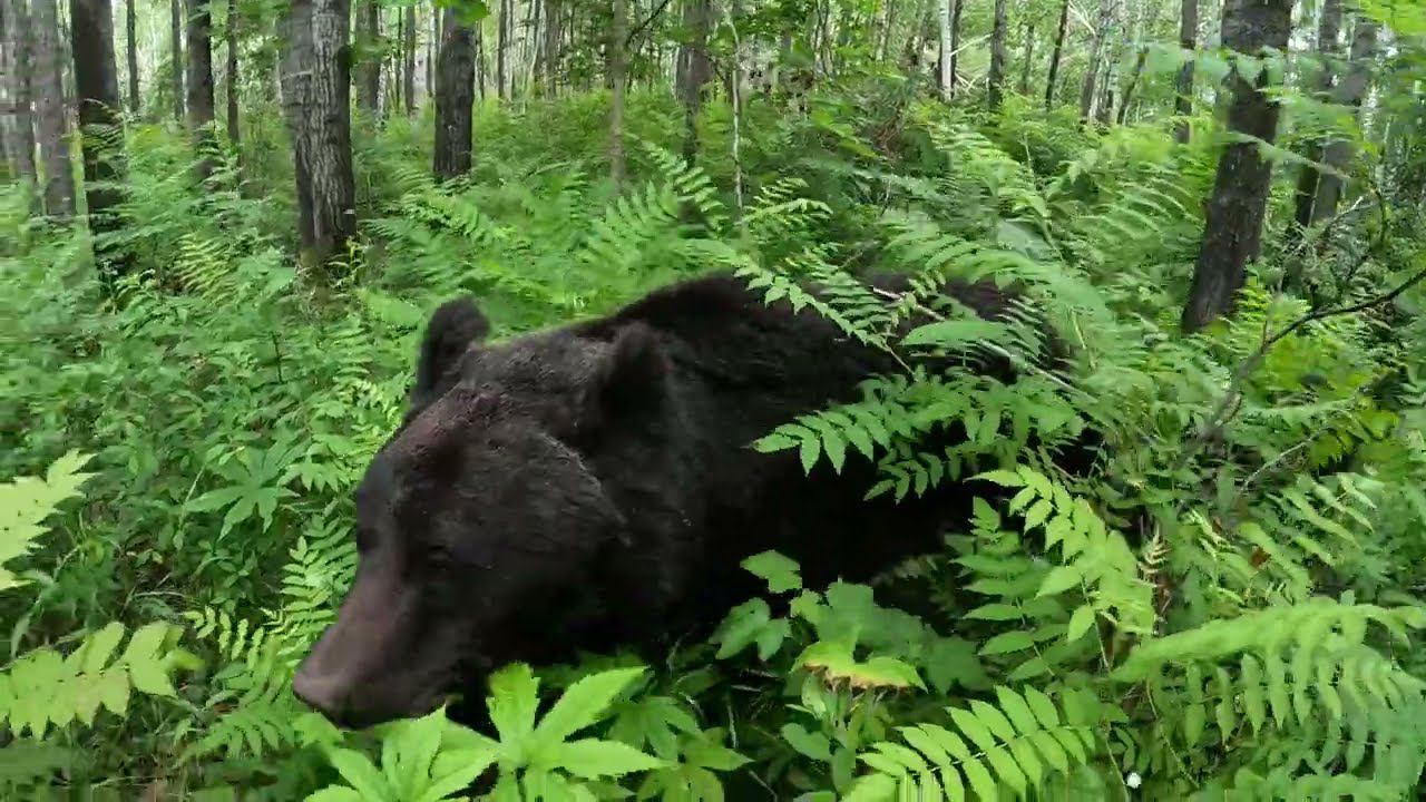Медведица с медвежатами бродит по лесу. смотреть онлайн