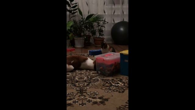 Прикольная кошка нападает на собаку. Приколы про животных. смотреть онлайн