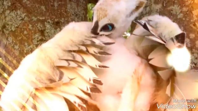 грифон/Griffon