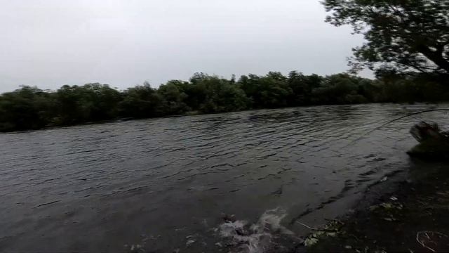 Рыбалка на Камчатке река Плотникова Кета на тасмана смотреть онлайн