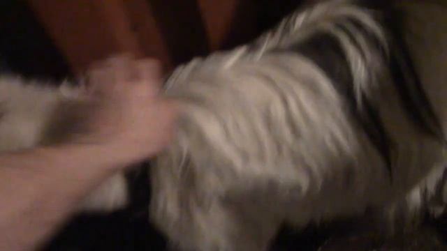 Как сделать укол козе. Глисты и кашель у коз. Эпримек козам.