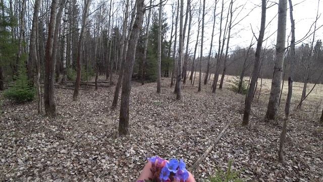 24 апр В ЛЕС 2ч смотреть онлайн