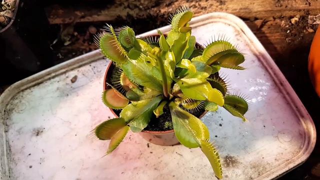 вот как дела день 1272 #червьвгоршкесрастением компостирование органических отходов с помощью черве смотреть онлайн