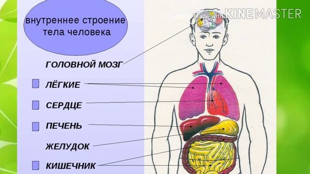 Что такое органы тела. смотреть онлайн