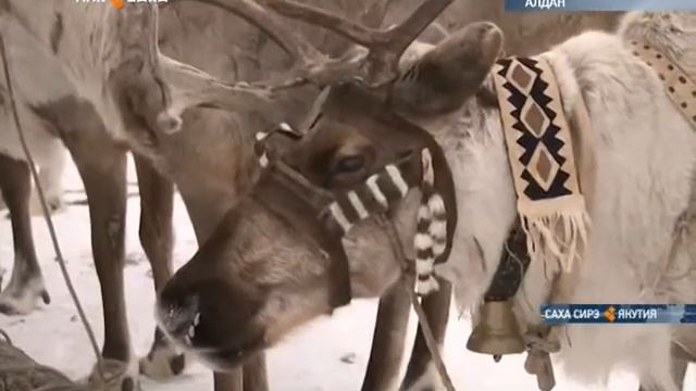В Алданском районе оленеводы-кочевники отметили профессиональный праздник смотреть онлайн