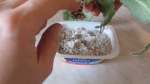 Глоксиния вытянулась? Исправить легко!