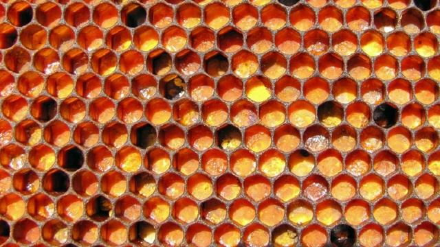 Перга. Перга или пыльца. Перга это... Пчелиный хлеб. смотреть онлайн