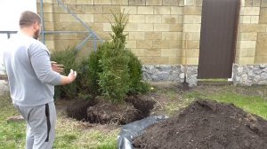 Как пересадить взрослую ёлку! Мой первый опыт.
