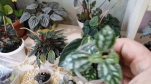 Пеперомия. Сорта и уход за ними.