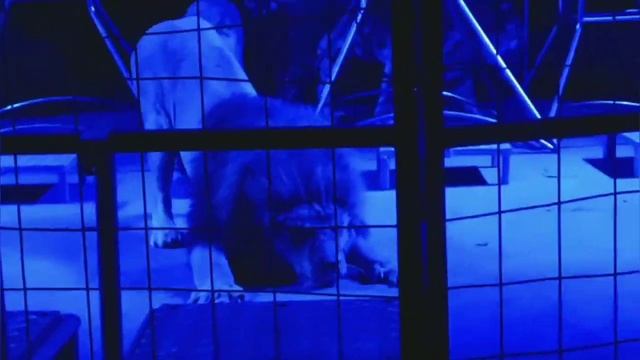 Будни артистов цирка смотреть онлайн