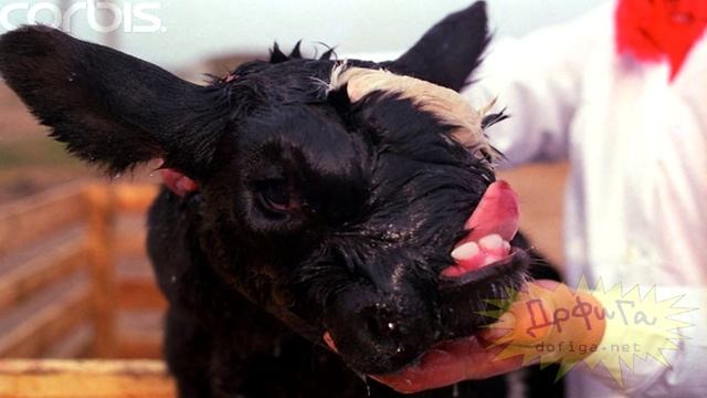 КАКИЕ МУТАЦИИ ПРОИЗОШЛИ С ЖИВОТНЫМИ НА ЧЕРНОБЫЛЕ СПУСТЯ ГОДЫ смотреть онлайн