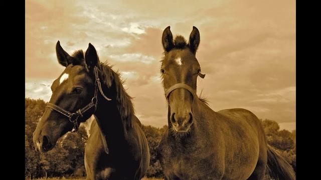 Пара гнедых - музыка Сергей Донауров, слова Алексей Апухтин смотреть онлайн