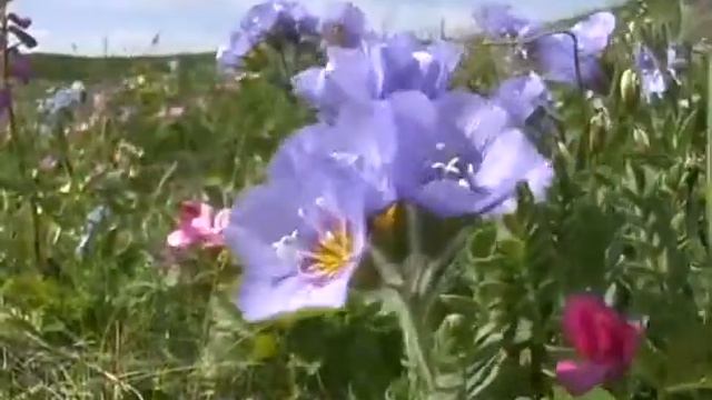 Тундра - 1 смотреть онлайн