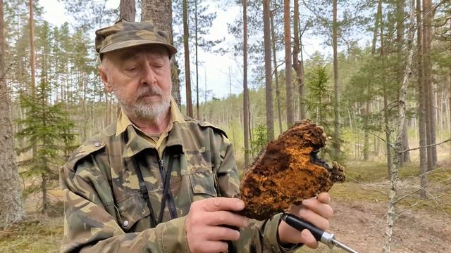 ЧАГА. Походы за целебным лесным чаем смотреть онлайн