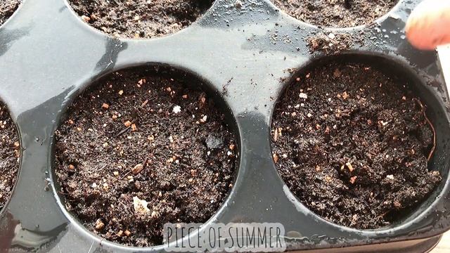 ВЫРАЩИВАЮ ЦВЕТЫ ДЛЯ ЗАЛИВКИ В ЭПОКСИДНУЮ СМОЛУ/ОТКУДА ВЗЯТЬ СУХОЦВЕТЫ/PIECE OF SUMMER? смотреть онлайн