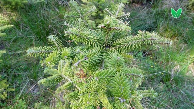 Пихта корейская, ориг abies koreana Зеленый Сад смотреть онлайн