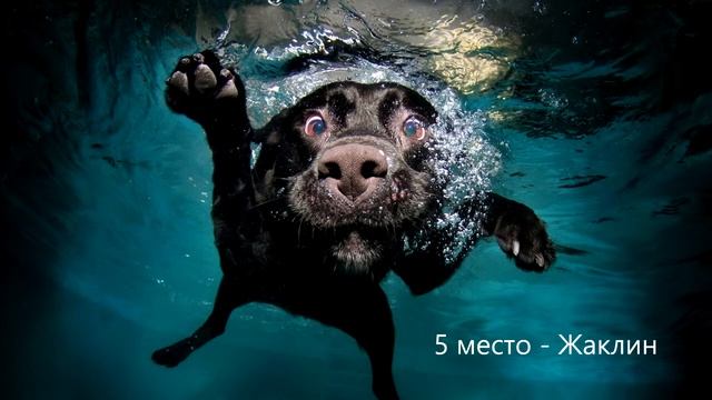 ТОП 10 КЛИЧЕК ДЛЯ СОБАК | КАК НАЗВАТЬ СОБАКУ? 2020 смотреть онлайн
