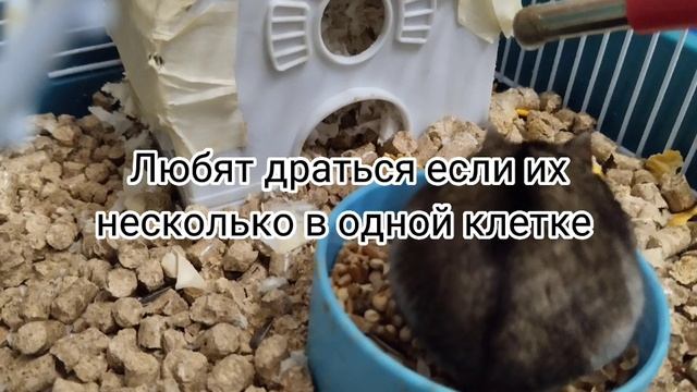 Проект по информатике 8 класс смотреть онлайн