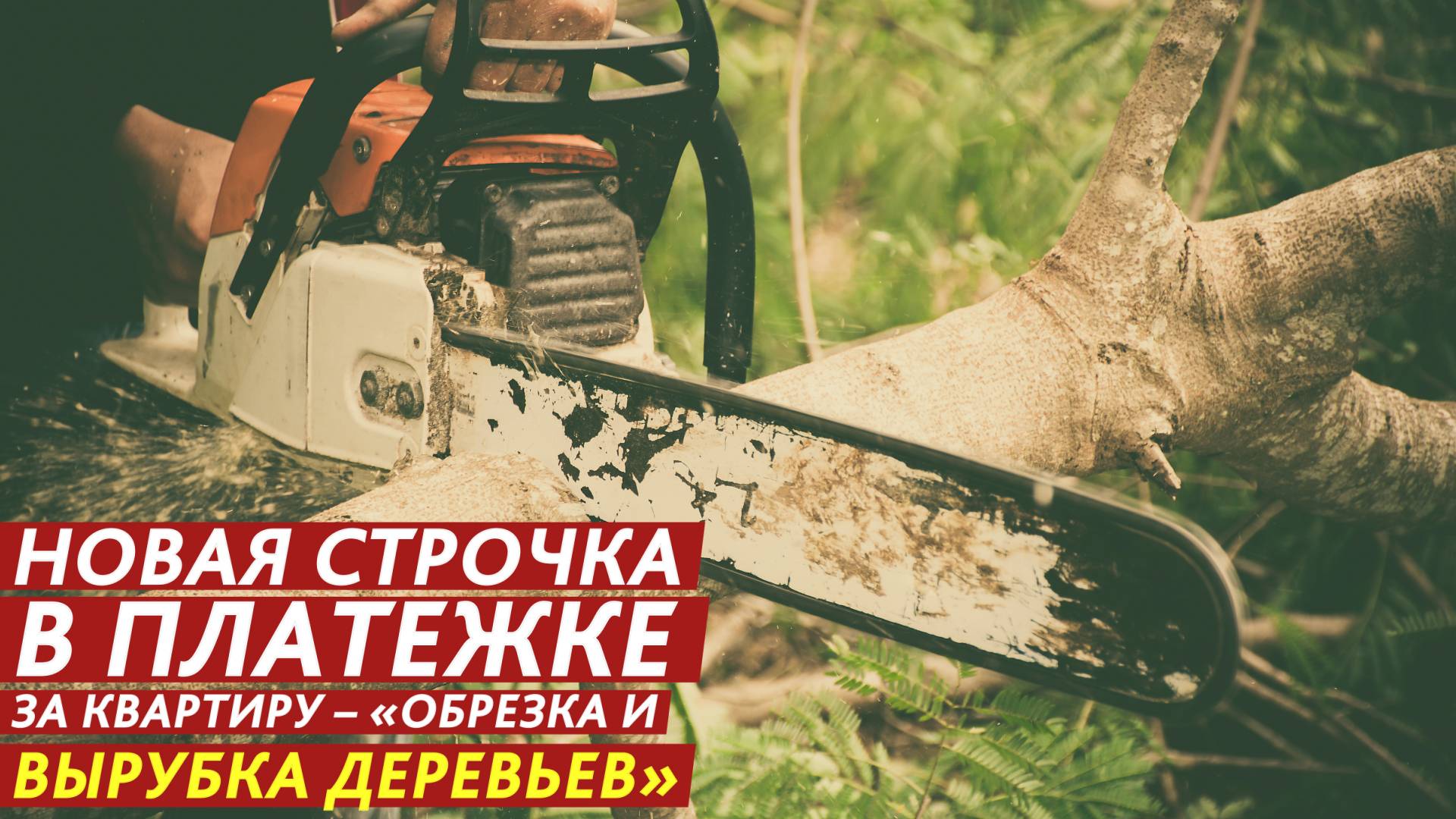 Новая строчка в платежке за квартиру – «обрезка и вырубка деревьев». смотреть онлайн