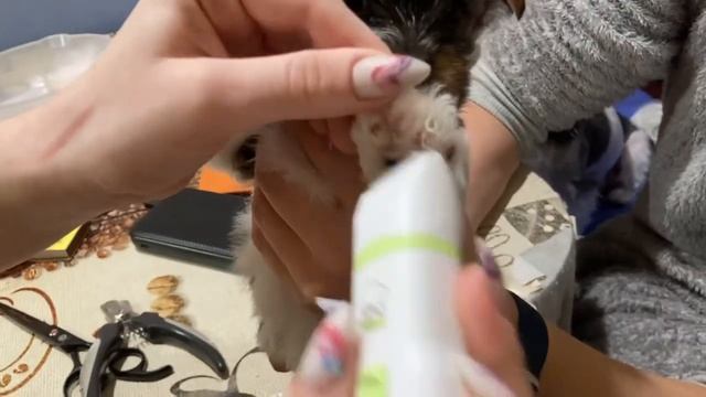 Гигиеническая стрижка и постановка ушей щенкам бивер Йорка 6 недель) смотреть онлайн