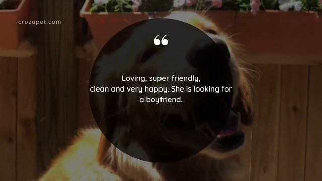 ? Pet of the Day (Mar 10, 2021) ? | Dog Breeding | Poodle | Looking for a dog mate смотреть онлайн