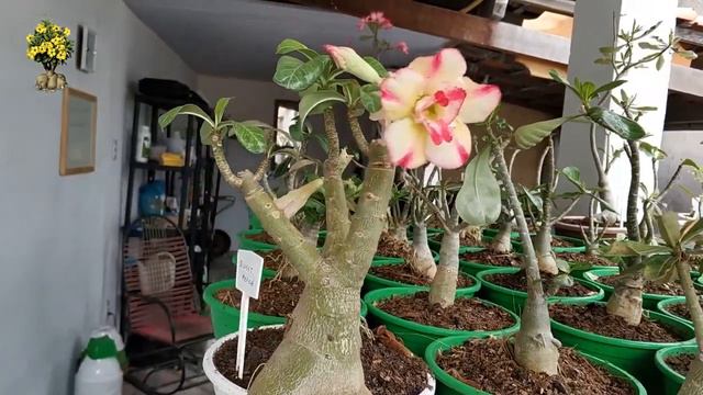 🌺 Rosa do deserto PHOENIX florida смотреть онлайн