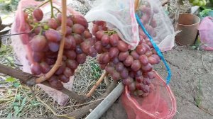 ВИНОГРАД ШЕРХАН