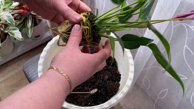 Будни цветовода | Немного пересадок |  24.04.2022г.