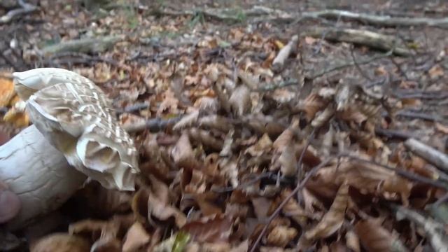 Una bella raccolta di funghi porcini in compagnia del vento - ottobre 2023 смотреть онлайн
