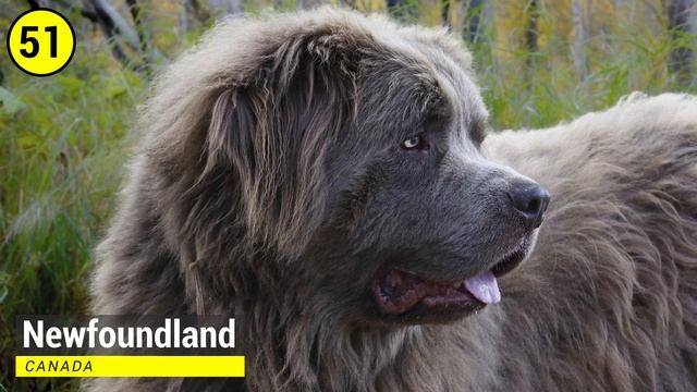 Dog Breeds - List Of 100 Most Popular Dog Breeds In The World