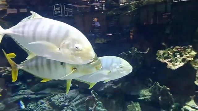 Белгород ТРЦ «Мега Гринн» Аквариум смотреть онлайн