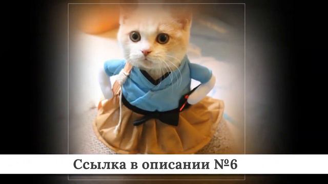 ТОП-10 Товаров для кошек из китая #3 смотреть онлайн
