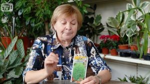 КОХИЯ ВЕНИЧНАЯ как вырастить ? Советы цветоводам от hitsadTV