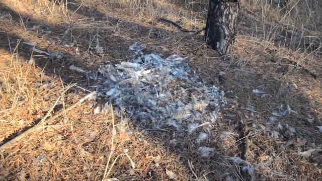Павший на воле орел молодой смотреть онлайн