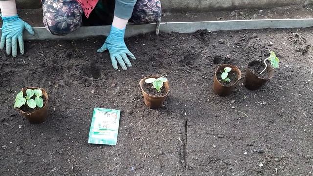 Сажаем огурцы. Герман F1, каролина F1, зена F1, атос F1.