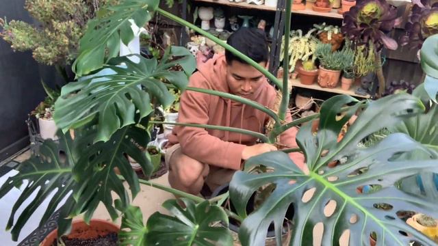 Repotting Beyonce - My 3 Yr Old #Monstera смотреть онлайн
