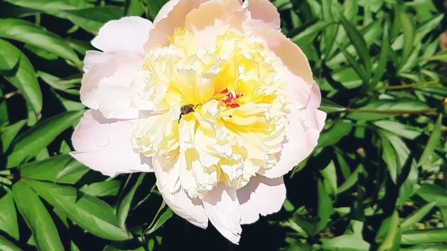 Пион. Жучок. Роса #relax #video #красотаприроды #nature #цветок #природа #гармония смотреть онлайн