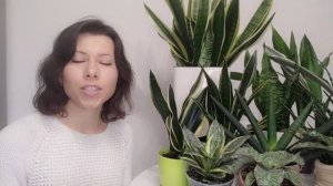 Главные условия для успешного выращивания сансевиерий. Мой уход за сансевиериями