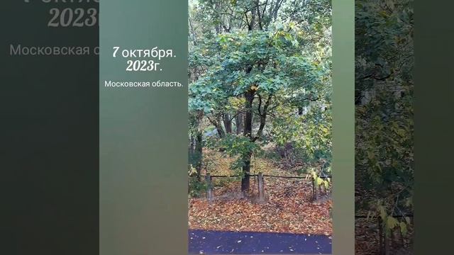 ? Немного осеннего ПЕЙЗАЖА, птичек, листьев, цветов. 7 октября. Московская область. смотреть онлайн