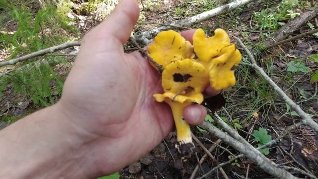 Вторая волна грибов. Грибы 2023. смотреть онлайн