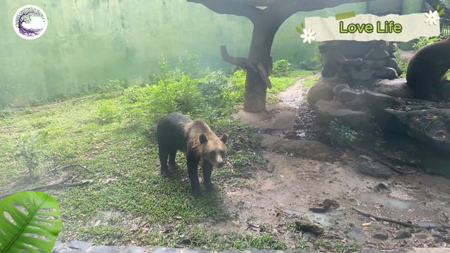 Funniest Animal Sounds In Nature: Badger, Cat, Hyena, Red Panda, Tiger, Hamster смотреть онлайн