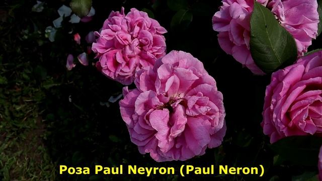 ТОП 11. Розы с самым крупным цветком 15-18 см, цветут все лето без перерыва. смотреть онлайн