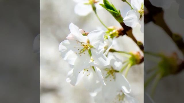 Когда весна придёт не знаю "Весна на Заречной улице" смотреть онлайн