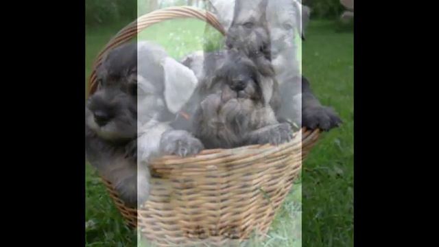 Цвергшнауцер