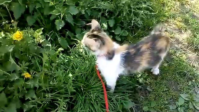 Милка + прогулка = счастливая кошечка) смотреть онлайн