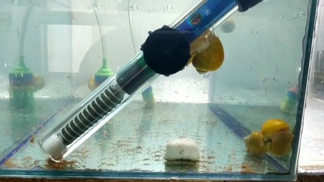 Улитки Ампулярии кладка икры