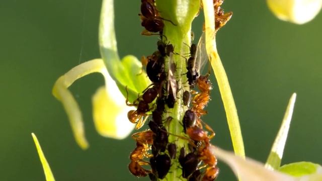 МУРАВЬИ И ТЛЯ БОЯТСЯ ЭТОГО! СРАЗУ УЙДУТ НАВСЕГДА! БЫСТРЫЙ СПОСОБ КАК ИЗБАВИТЬСЯ ОТ МУРАВЬЕВ смотреть онлайн