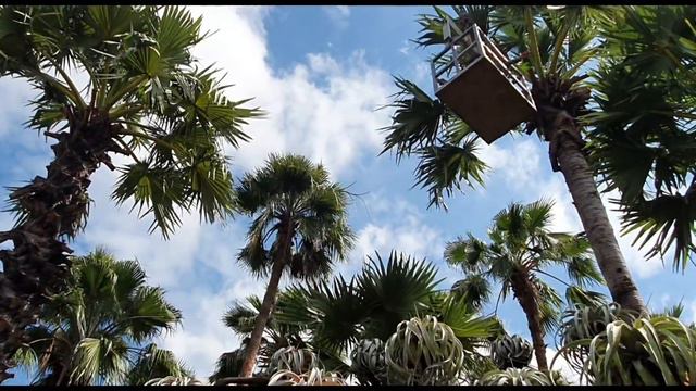 Decorate the Bromeliads and Tillandsia trees in the garden .... December 26, 2020 смотреть онлайн